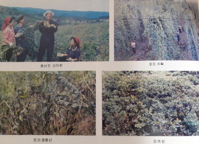 북한-량강도-들쭉밭-등--사진-북한-조선대백과사전(7).jpg