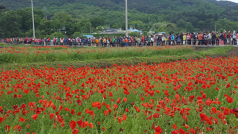 '제4회 꽃양귀비축제' 붉게 물든 북천 꽃양귀비 이번 주 절정