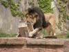 서울대공원, 홈페이지‧유튜브로 만나는 사자들의 박스 사랑