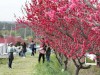 분홍빛 향기 가득한 주문진 복사꽃축제 14~15일 개최