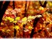 [청로 이용웅 칼럼] 아름다운 금수강산(錦繡江山)의 가을 풍경에 대한 斷想
