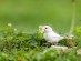 [포토]길조(吉鳥)로 여겨지는 흰 참새 발견