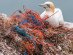 그린뉴딜 정부, 굴 껍질·플라스틱 불법 해양투기 의혹 불거져