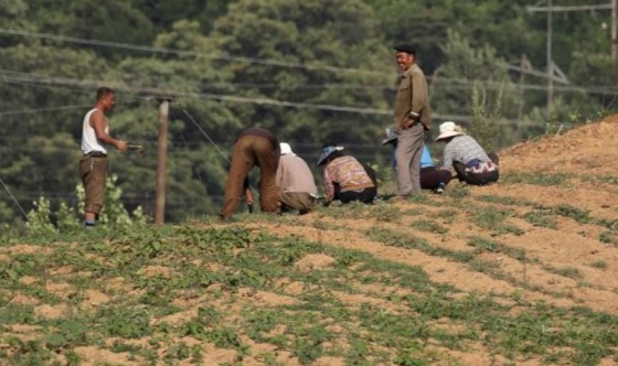 지난 6월 북한 평양의 고속도로변 농장에서 농부들이 밭에 씨를 심고 있다.[사진=VOA]